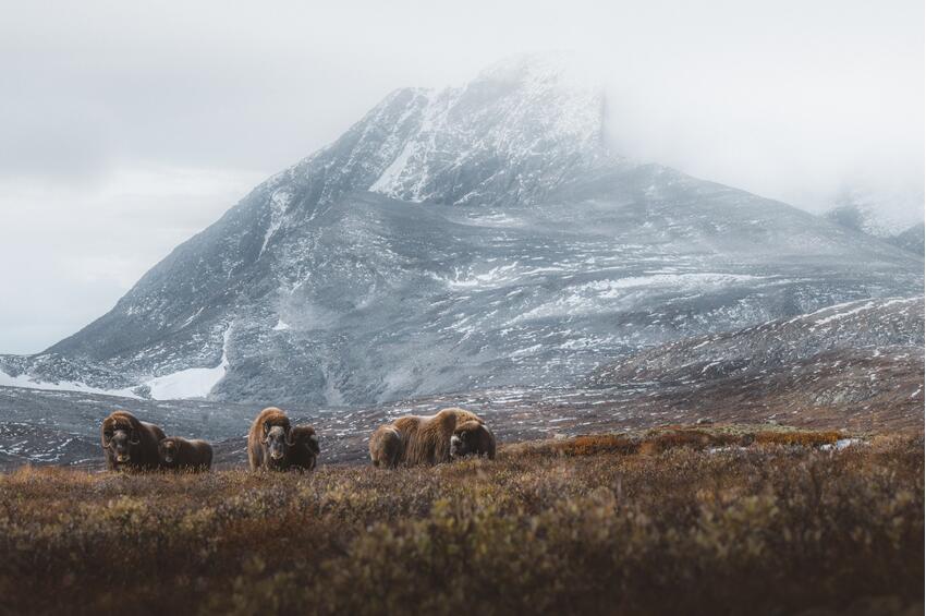 Magiske Dovrefjell med Lina Kayser